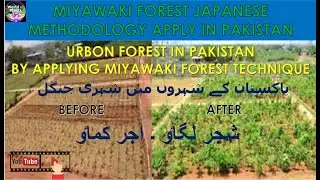 Miyawaki Forest || Urban Forest || Forest Ecosystem || Clean Green Pakistan || #Urdu #Hindi