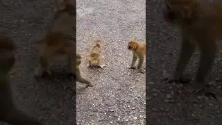 monkey warriors 🤣😁