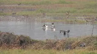Migratory birds (northern pintail) of Lamphelpat wetland Manipur India Jan.2021
