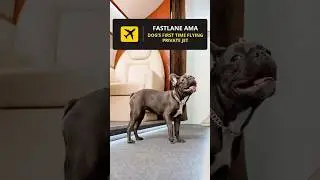 ✈️ Dog Refused to Pee and Private Jet Almost Made an Emergency Landing!? 🐶&nbsp;#pettravel #privatejet
