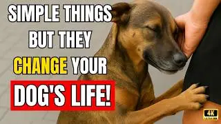 10 Simple Things to Change Your Dog's Life Today!
