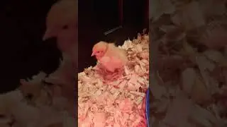 Two dozen little chicks. The new additions to the ShireLand Farm family.