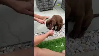 Chocolate Labrador puppy is a genius #booksmart #puppy #labrador #chocolatelabrador #shorts