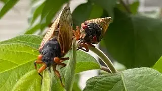 CICADAS 2024 MEXICO MISSOURI @Show Me Gold Family