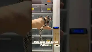 Male Cape York Carpet Python! Very calm #snake #snakevideo #snakes #python #carpetpython #capeyork