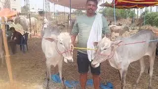 Future Top Hallikar ox pair of Farmer Chethan Gowda, Tumkur in Magadi Dhanagala Jhatre