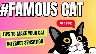How to create a online presence for my cat. The Ultimate Guide for Cat Influencers