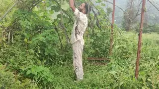 Kse grow kreen 🪴 Beetroot, Cabbage and Cauliflower | Seed Germination 