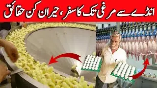Poultry Farm Advance Technology | Extreme Modern Chicken Poultry Farming Process | The News Uncover