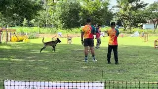 BEGINNER DOG AGILITY | Belgian Malinois