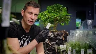 DO IT YOURSELF ROUND AQUARIUM PART 2  - PLANTING, WITH A BONSAI TREE ON TOP