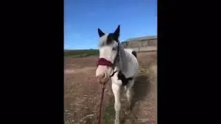 My first vlog !!! // part1//custard gets new shoes!// horse mix