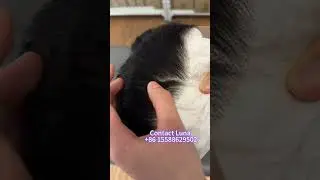 #superdrawing #doubledrawn #sdd #lacewigs #lacefrontal #lacefrontalwig #laceclosure #closurewig #wig