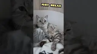 just relaxing music with cats #musicrelax #relaxwithcats