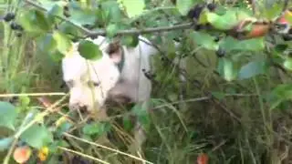 Ecodogs ;)