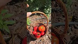 Harvested tomatoes in Glendale Arizona #arizonagardening #tomatoes #tomatotuesday