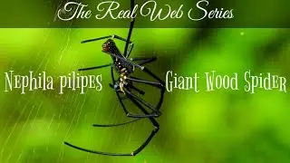 Giant Wood Spider (Nephila maculata)| The real web series | A short documentary |