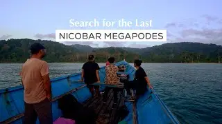 The Last Nicobar Megapodes of Andaman and Nicobar |Endangered Species of Birds|@RoundglassSustain​