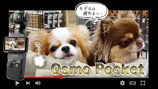 【日常Vlog】チワワでGoProのテストしてみた〜♪ #チワワ #GoPro #日常Vlog