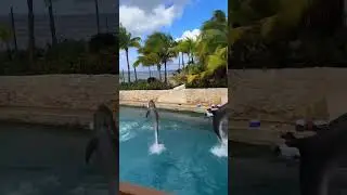 Swimming with Dolphins🐬            📍Dolphinaris in Cozumel, Mexico