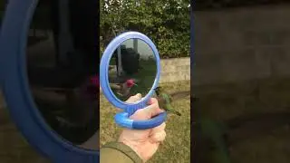 The Hummingbird In The Mirror