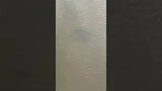 BIG CARP!!! 15KG Netherlands