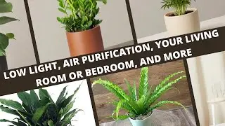 Best Indoor Plants For Low Light, Air Purification, Your Living Room Or Bedroom