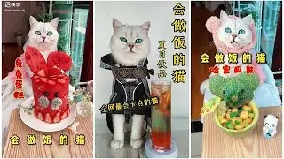 Koki Kucing Super #14 |  Kompilasi Video Kucing Lucu dan Lucu