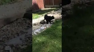 Bad man cat eats bread