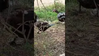 Craziest mating rituals between two lovers...