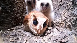 Two baby owls-Do you know what kind of owls these are? 