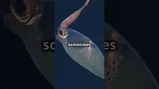 Glass Squid! #fairlyoddfacts #facts #fyp #nature #ocean #deepsea #squid #glasssquid