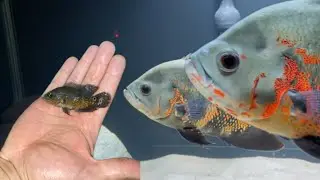Evolução de crescimeto do nosso Oscar tigre 11 meses.Novas marcações e cores vivas.