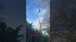 Silver birch tree clogged down