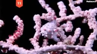Les 25 animaux les plus dou&eacute;s pour se camoufler dans la nature