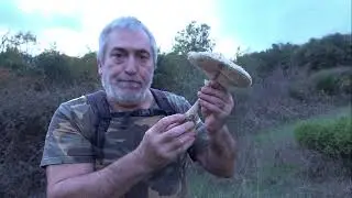 Как отличить Macrolepiota procera | 🍄 Различайте грибы-зонтики 🍄