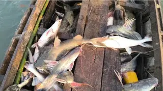 गंगा नदी में एक बड़ा जाल लगाया और उसके बाद फस गई उसमें बड़ी-बड़ी मछलियां #viralvideo #fishandfishing