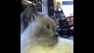 Fluffy cat to the tune of terminally chill.