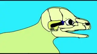 CVA: EVOLUTION OF THE VERTEBRATE SKULL: CRANIUM