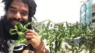 Frankincense Tree Update Boswellia sacra, royal hojari