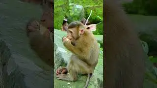 Best clip of Leo looks very brave, Lovely Leo action very nice. #monkeybaby #monkeylife