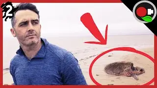 The Cape Cod Sea Turtle Stranding Problem Explained.
