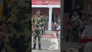 🐶 Amazing Dog 🐕 Parade Of BSF 🔫 Jammu SuchetGarh #shorts