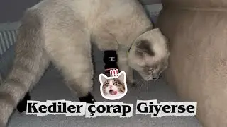 Kediler &ccedil;orap Giyerse 🧦😹 #keşfet #global #cat #funny #love #comedy #catfunny 