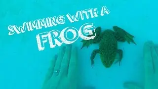I went swimming...with a FROG!