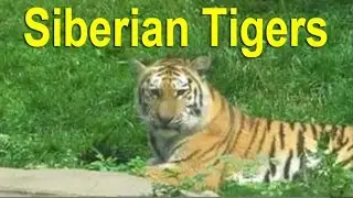 Most Endangered Species & Threatened Species: Siberian Tigers on the Endangered Species List