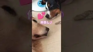 大きくなってもママと寝たい🎵  #バーニーズマウンテンドッグ #puppy #大型犬のいる生活 #癒し #ゴールデンレトリバー #可愛い #cute #大型犬 #ペット #animals