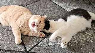 Cat Meowing For Attention
