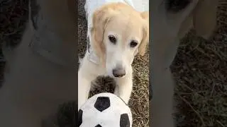 Cute Dog Playing in Mud #shortsvideo #short #dog #funny #cutedog #goldenretreiver