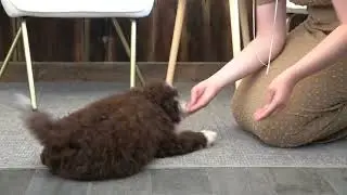 Dakota's Training Graduation Video!